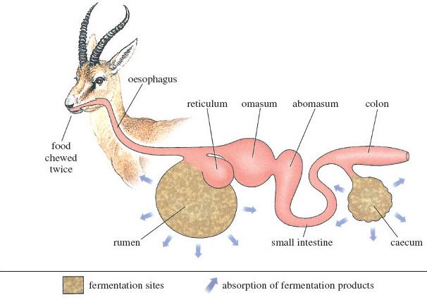 Ruminants are herbivores 