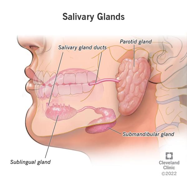 Salivary glands are exocr