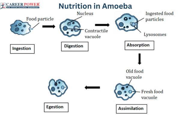 Amoeba obtains its nutrie