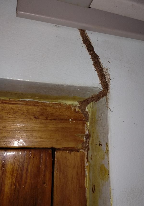 pest control preventive antite