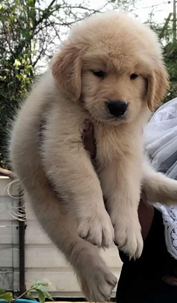 golden retriever male puppy sa
