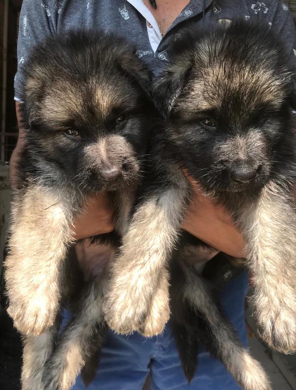 pet shop nagpur maharastra