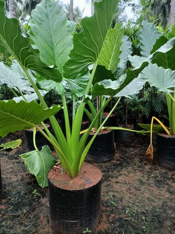 top notch gardening essentials