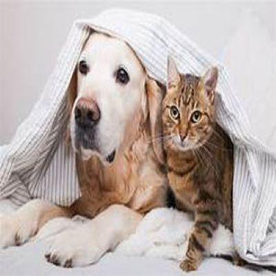 beloved animals
