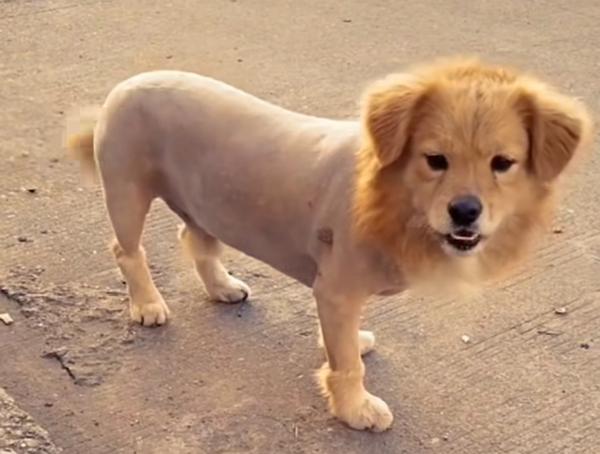 pet grooming services