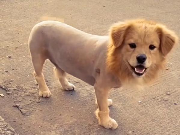 pet grooming services