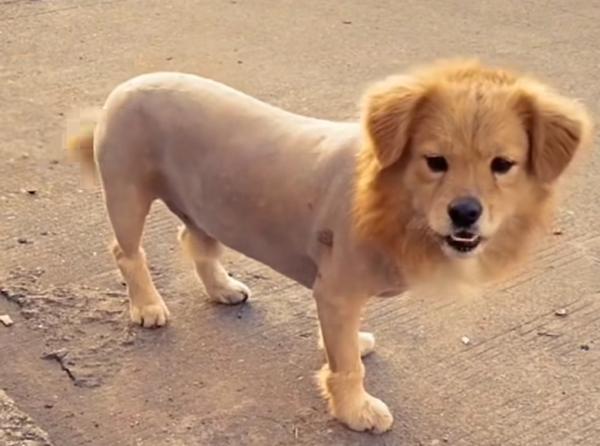 pet grooming services
