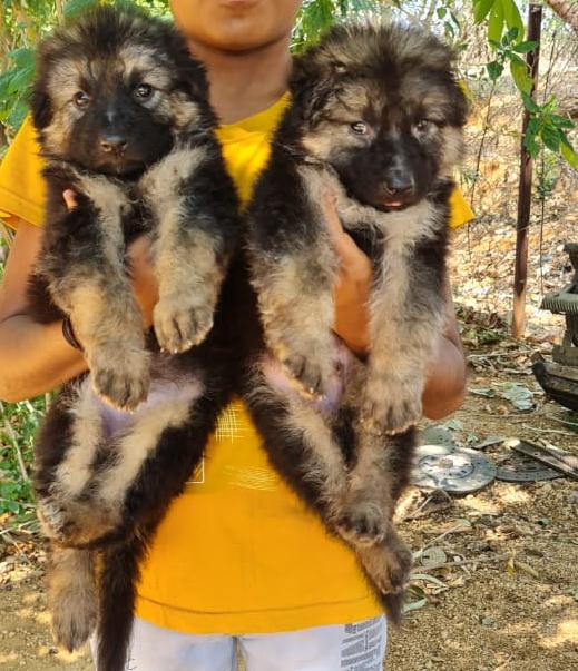 german shepherd male