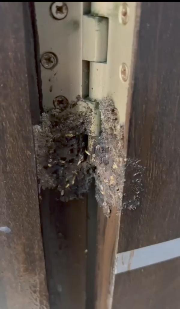 termites white ants white ants