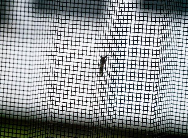 mosquito net needs