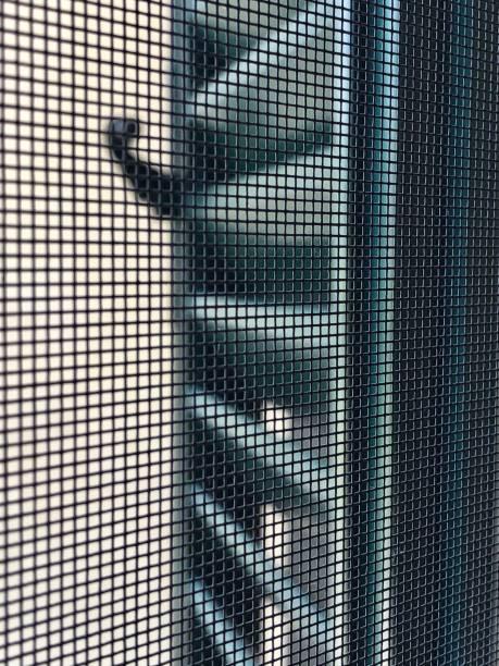 insects