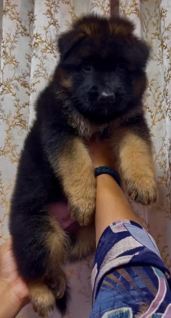 amit pet shop