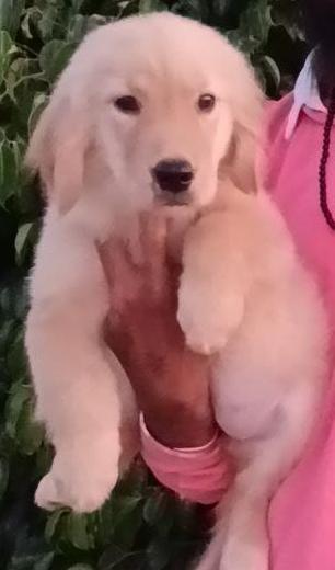 pet shop nagpur maharastra