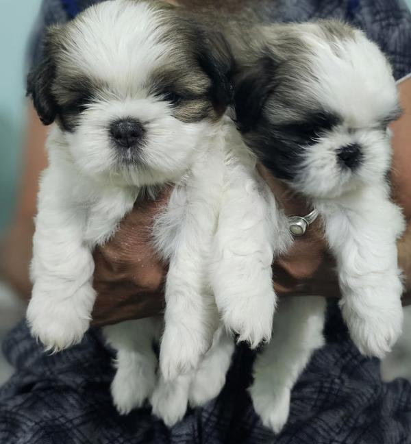 pet shop nagpur maharastra