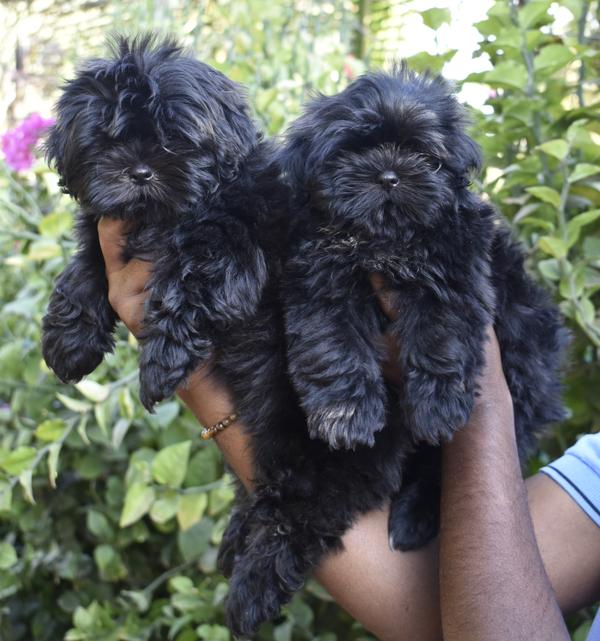 shih tzu male