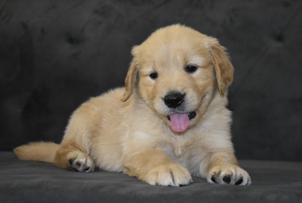 golden retriever training