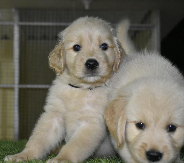 golden retriever health issues