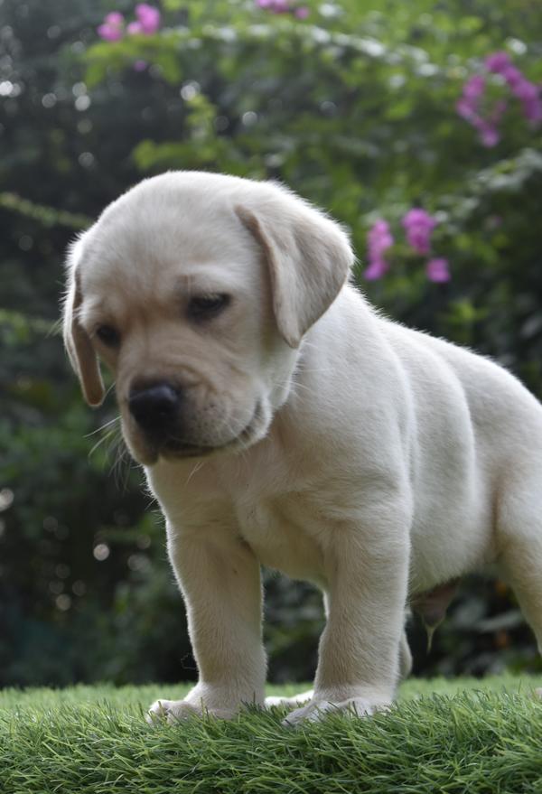 bestlabradorpups