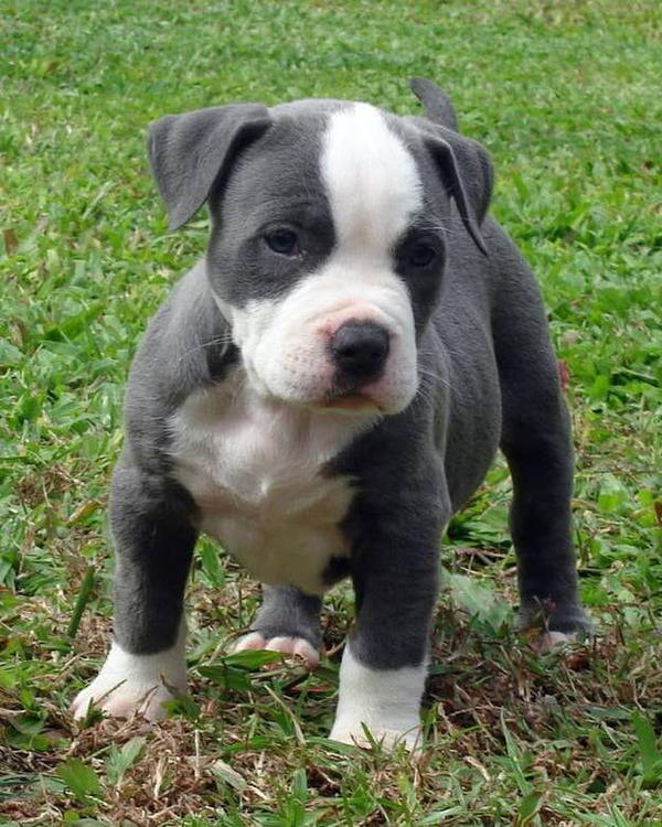 kolhapur pittbull