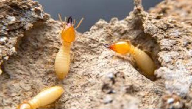 termite hotspots