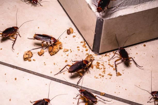 cockroach elimination