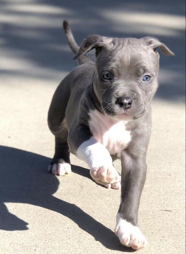 pitbull pup