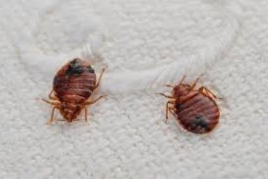 bedbug treatments