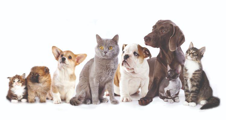 trustworthy vet doctors