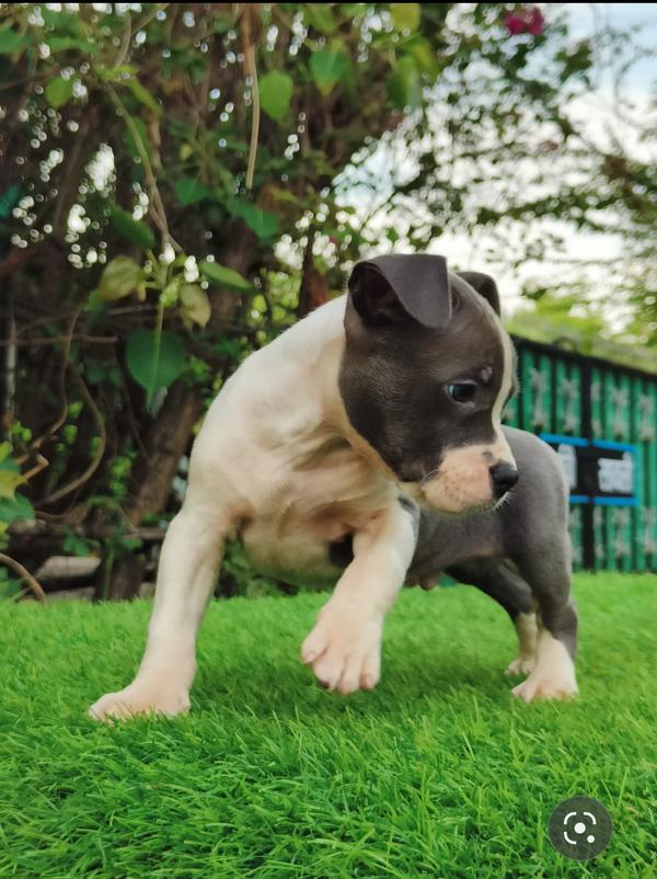 navi mumbai pittbull