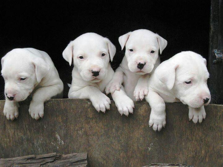 dogo argentino puppies