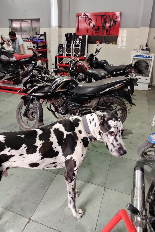 bajaj discover