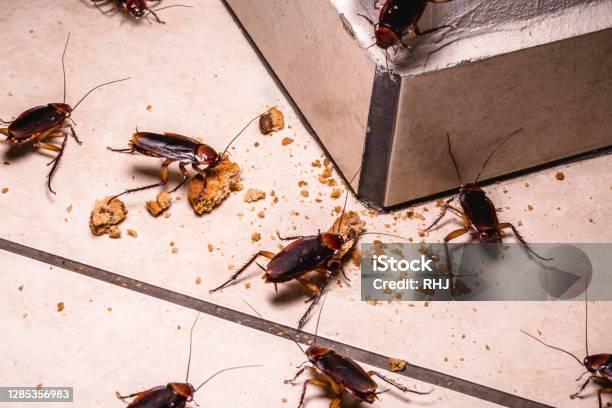cockroach qatar