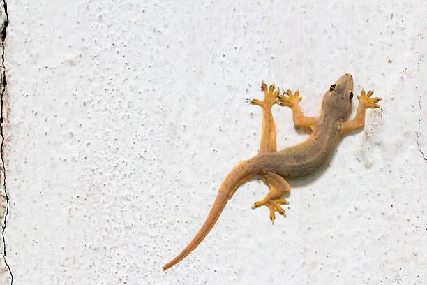 hassle free lizard control sol