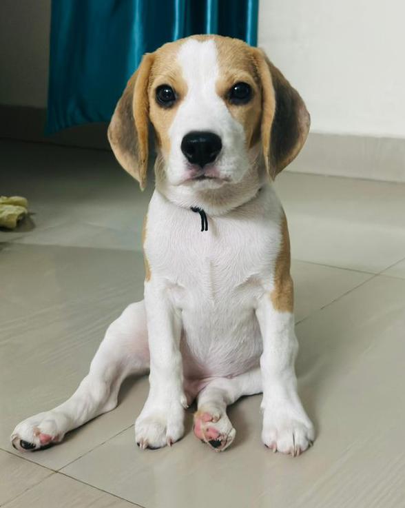 dogs breed puppies