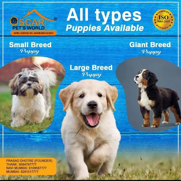 puppies