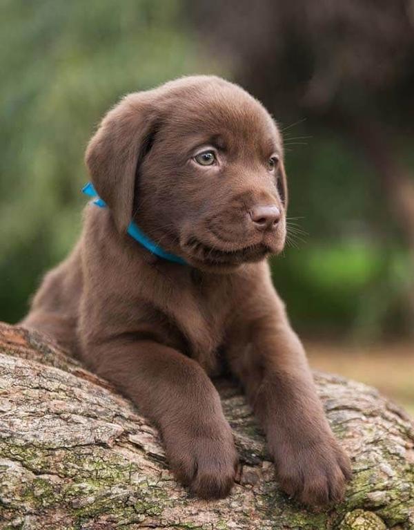 dogsofinstagram