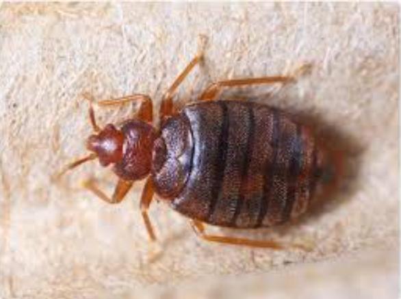 bedbug problem