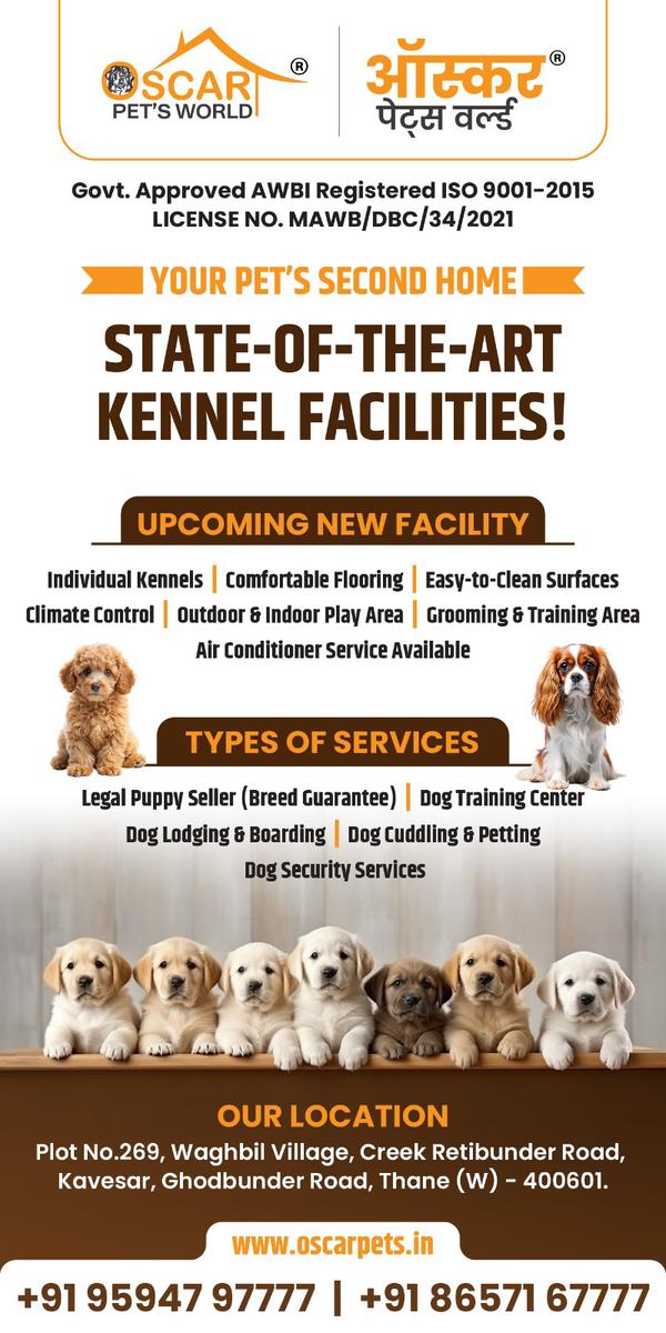 dog vacation care