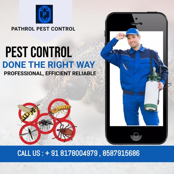 effective pest control for woo
