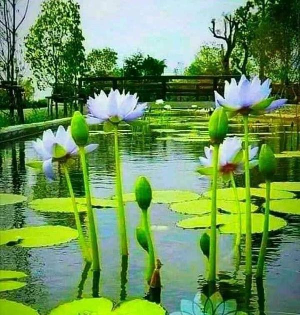 nanital jim corbett tour packa