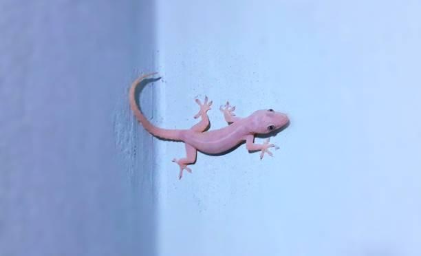 trusted solution lizard treatm
