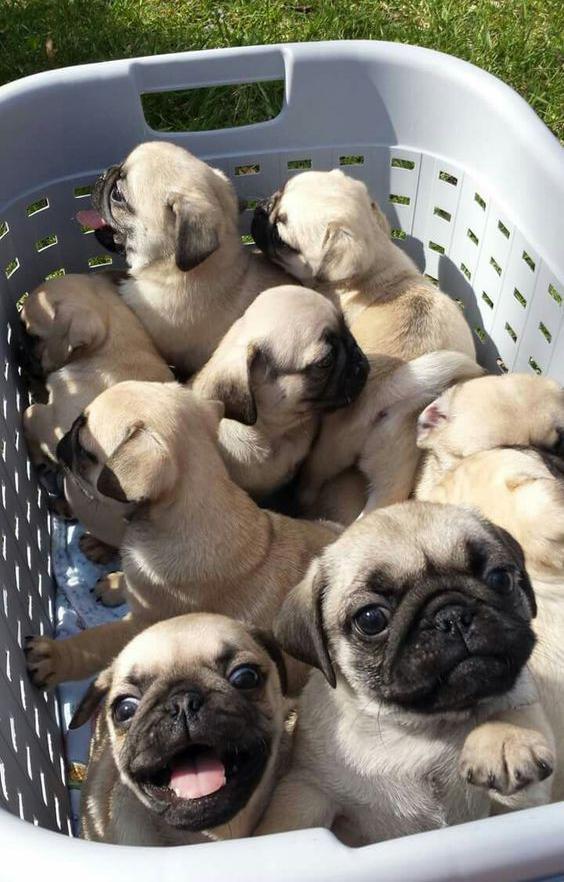 playful pug puppies