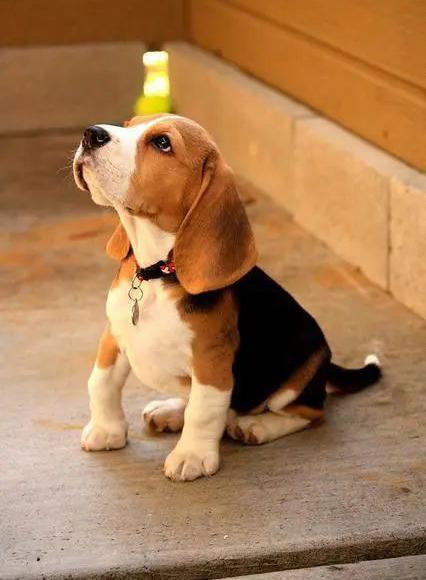beagle