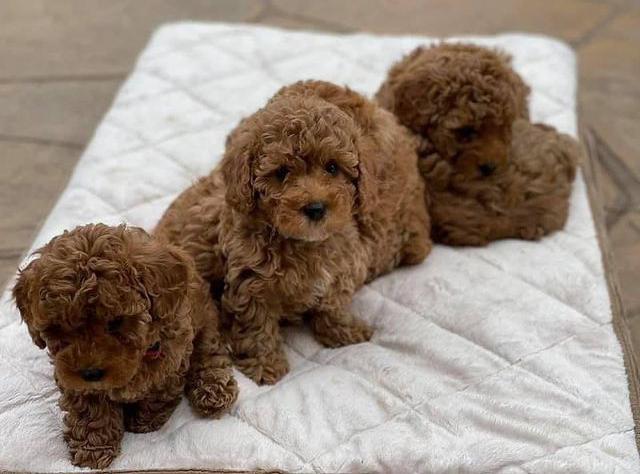 tiny teacup poodle