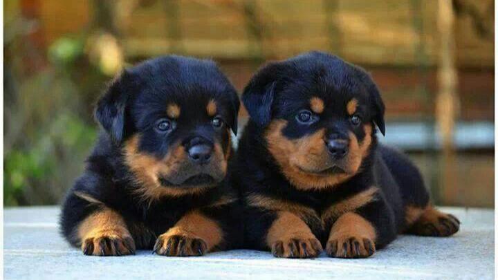 healthy wellbred puppies