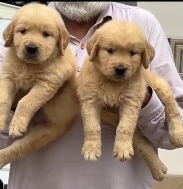 best pet shop amit nagpur