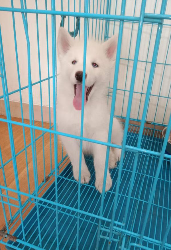 pet shop