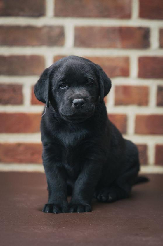 worli puppies