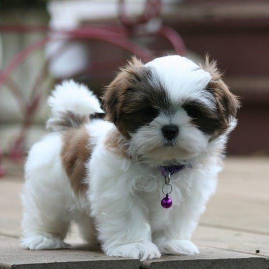 shih tzu full black puppy