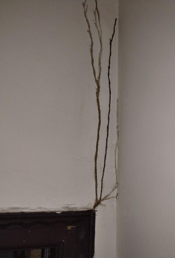 apartment flat preventive anti